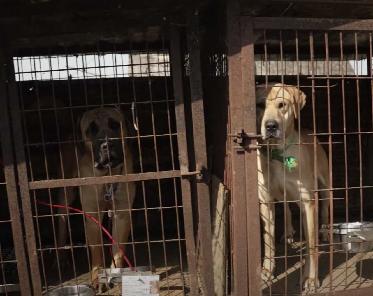 Cane da salvare da un allevamento da carne