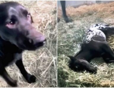 Cane e puledro: il primo incontro