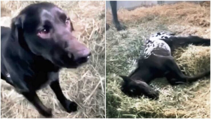 Cane e puledro: il primo incontro