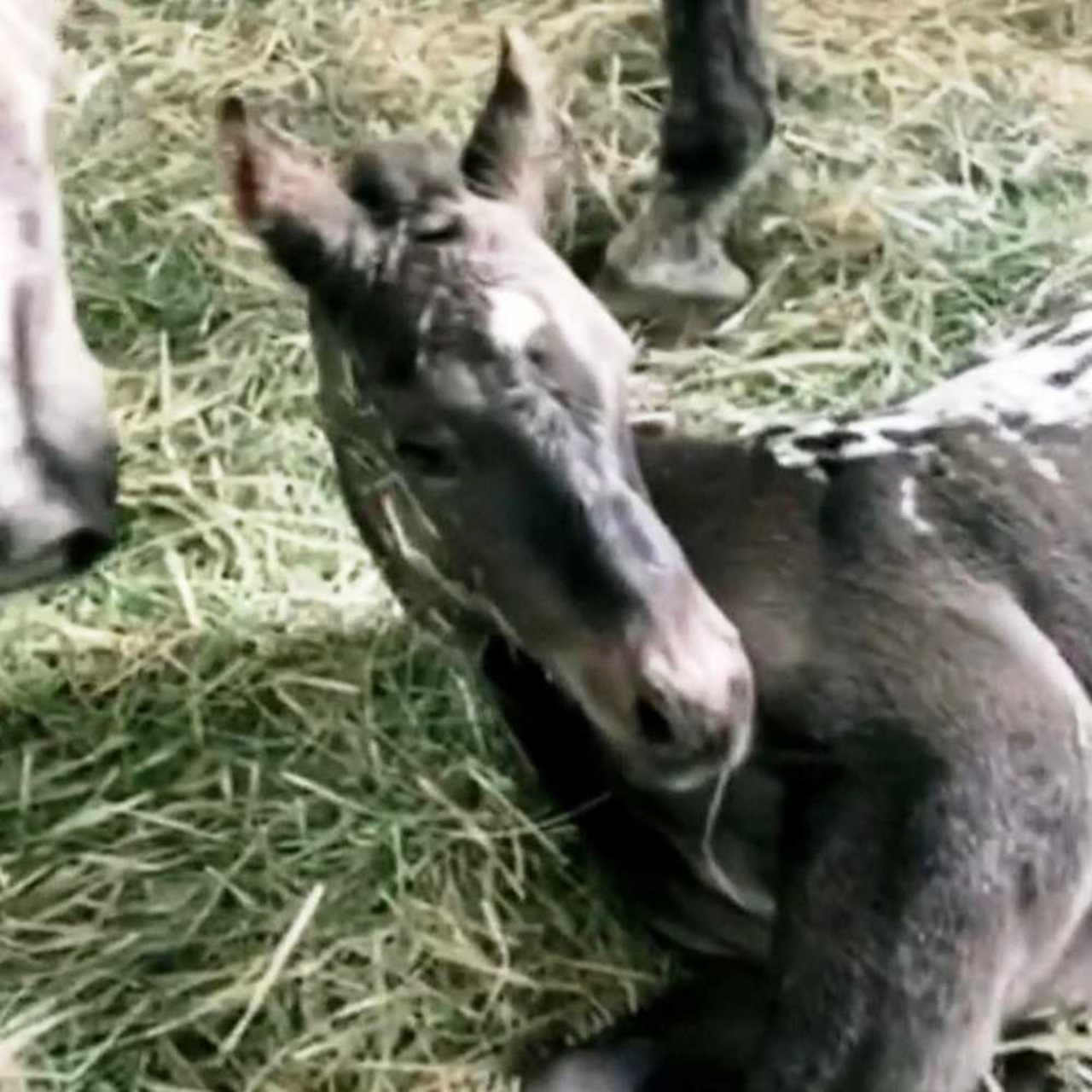 Cane e puledro: il primo incontro