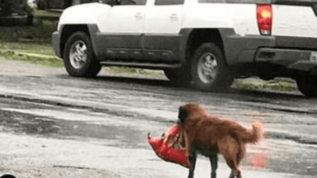 Cane trova un neonato