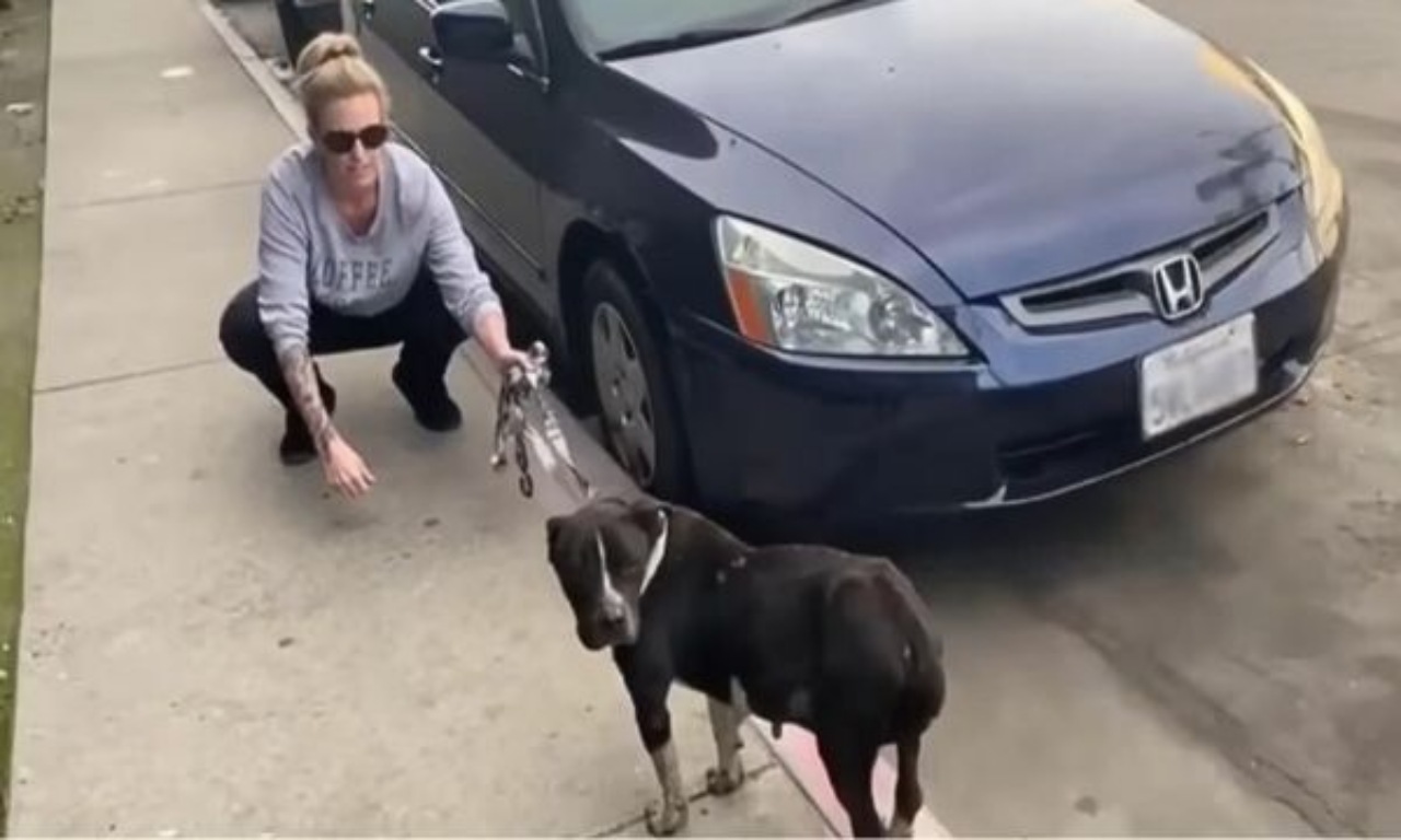 Cane trovato sotto un'auto