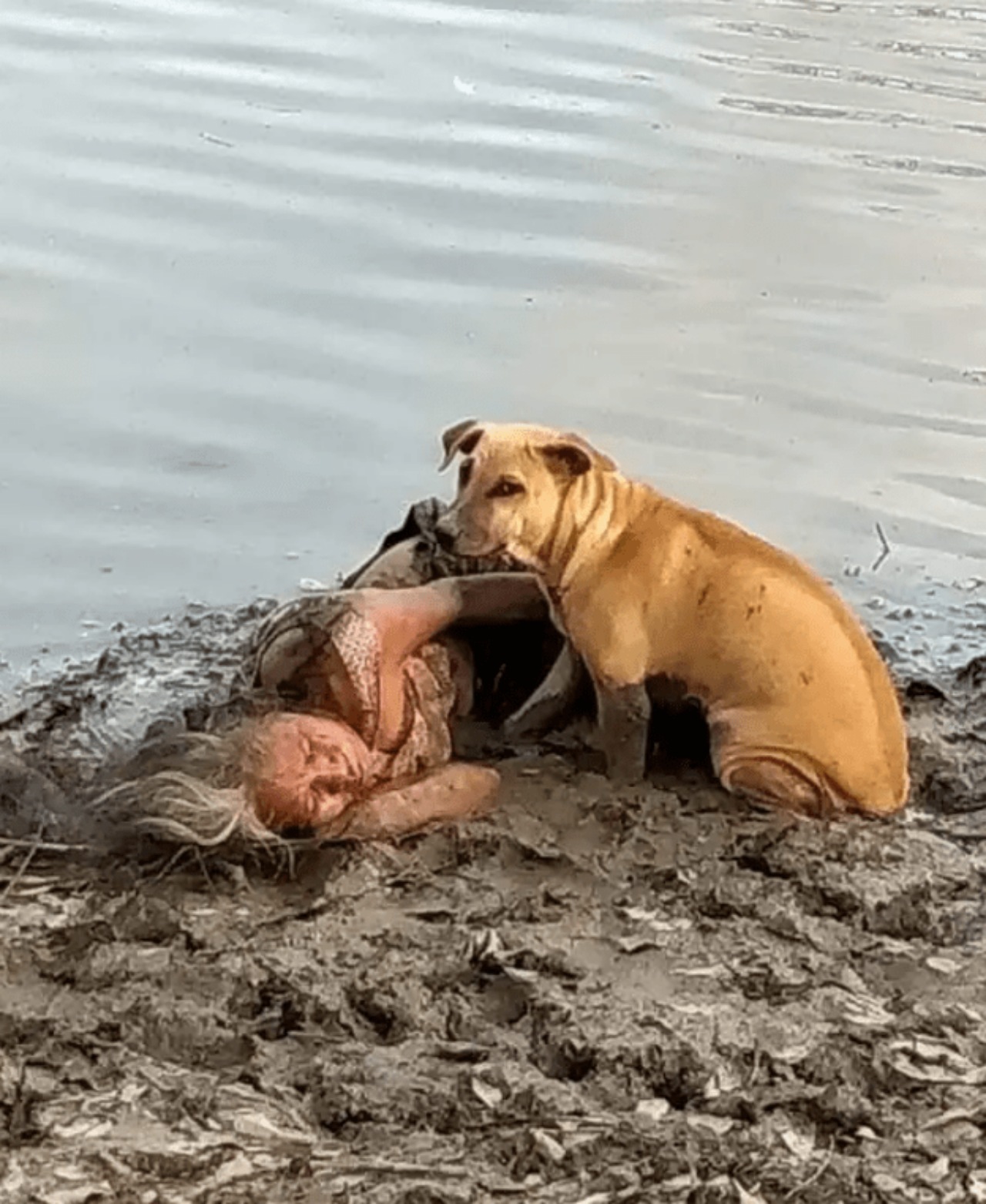 Cane randagio protegge un'anziana signora