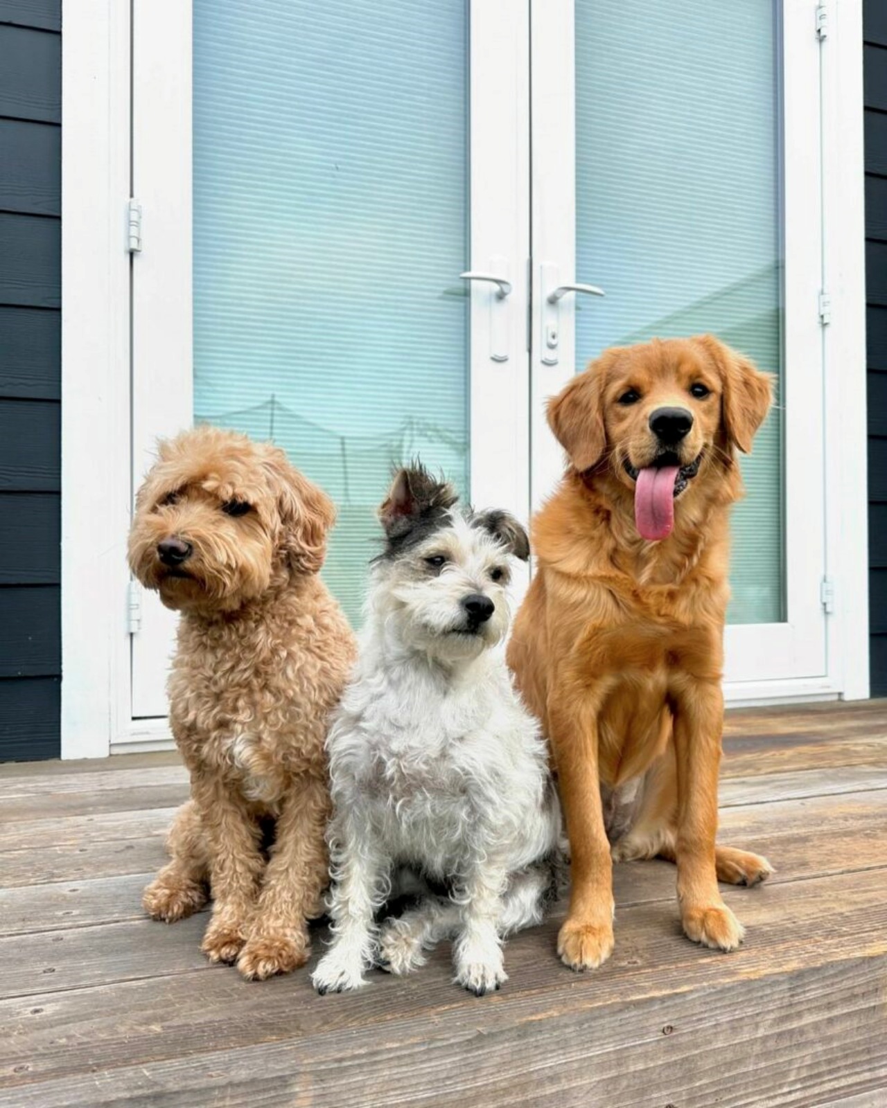 Cucciola malata trova una nuova famiglia