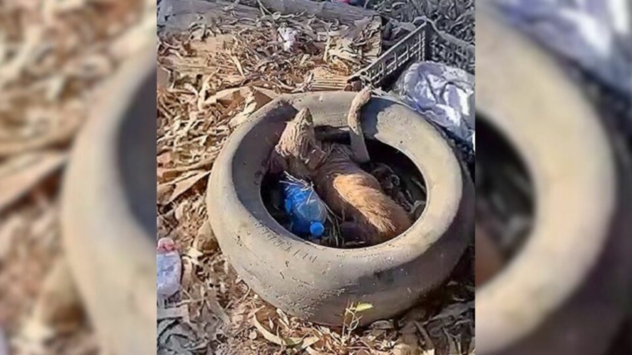 Cucciolo si rifugia nello pneumatico