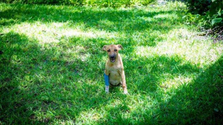 Cucciolo con malformazione vertebrale