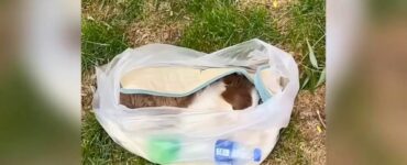 Cucciolo abbandonato in una busta di plastica