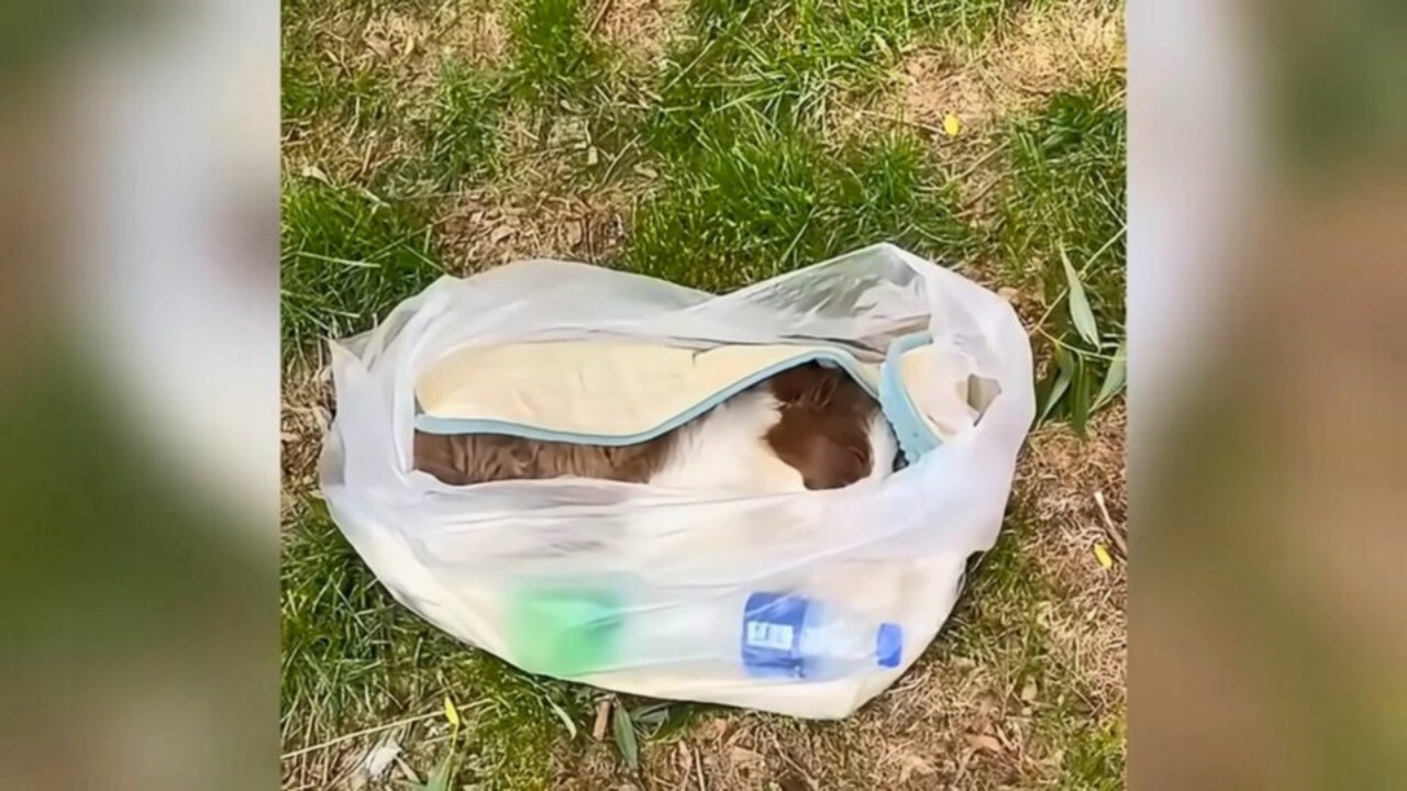 Cucciolo abbandonato in una busta di plastica