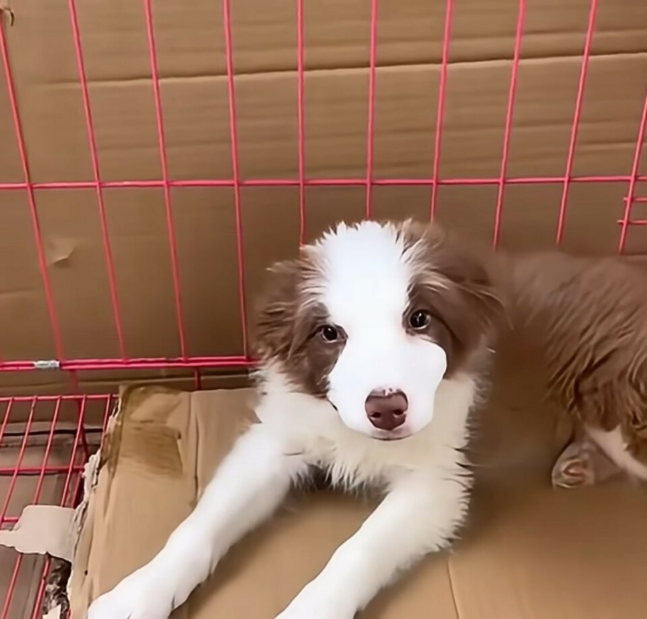 Cucciolo abbandonato in una busta di plastica