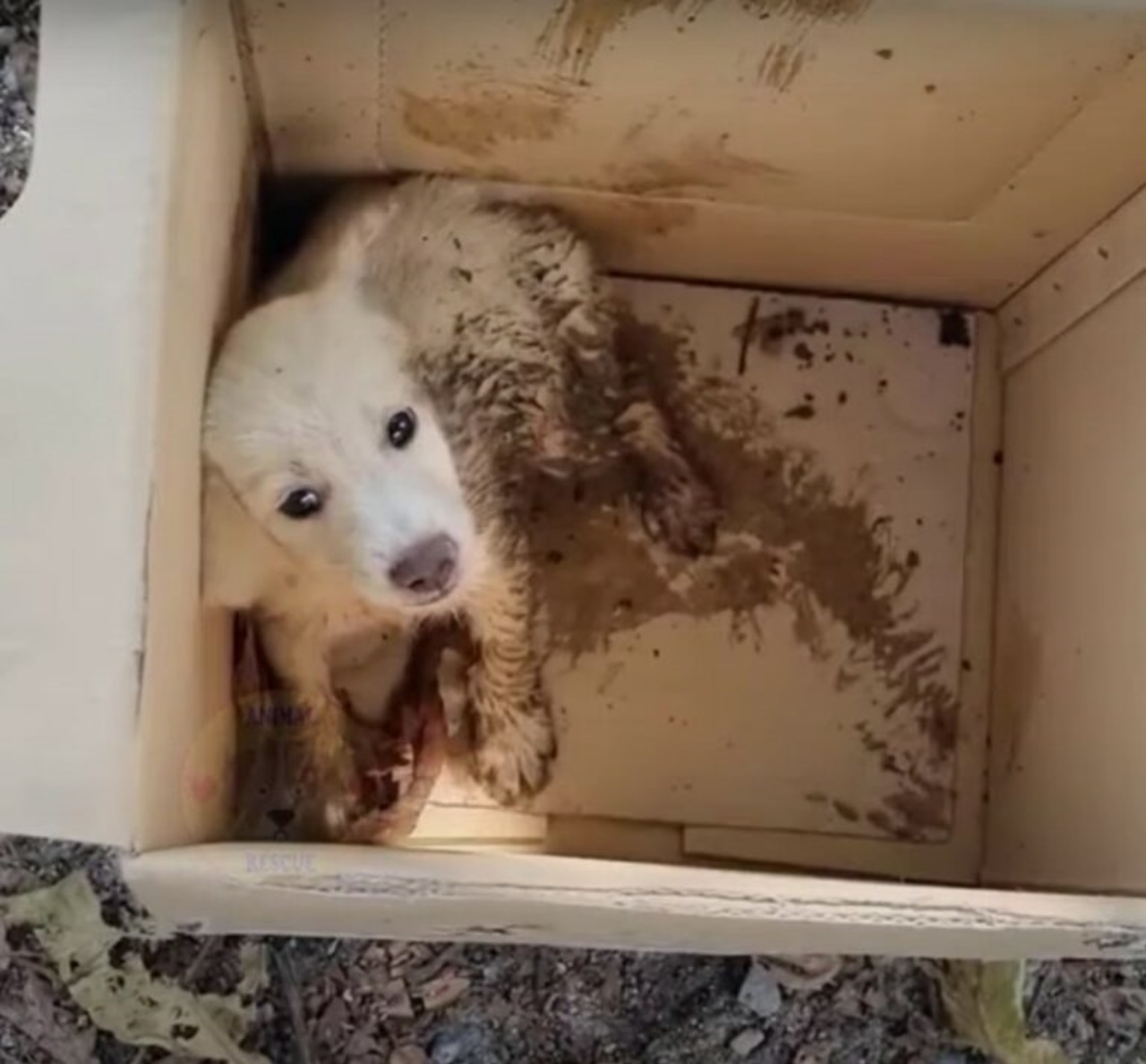 Cucciolo aggredito salvato dai soccorritori