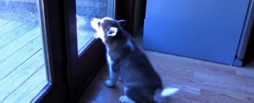 Cucciolo di Husky fa una scenata epica