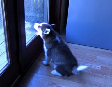 Cucciolo di Husky fa una scenata epica