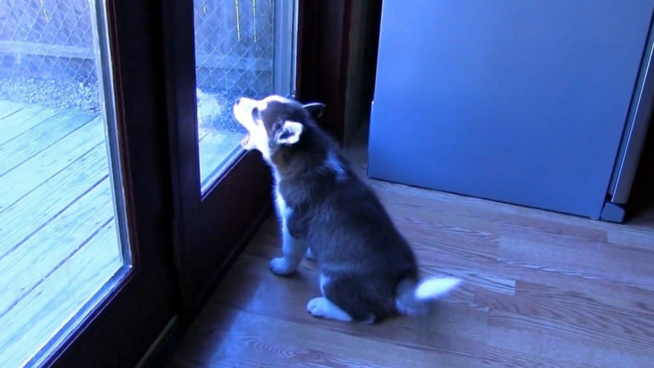 Cucciolo di Husky fa una scenata epica