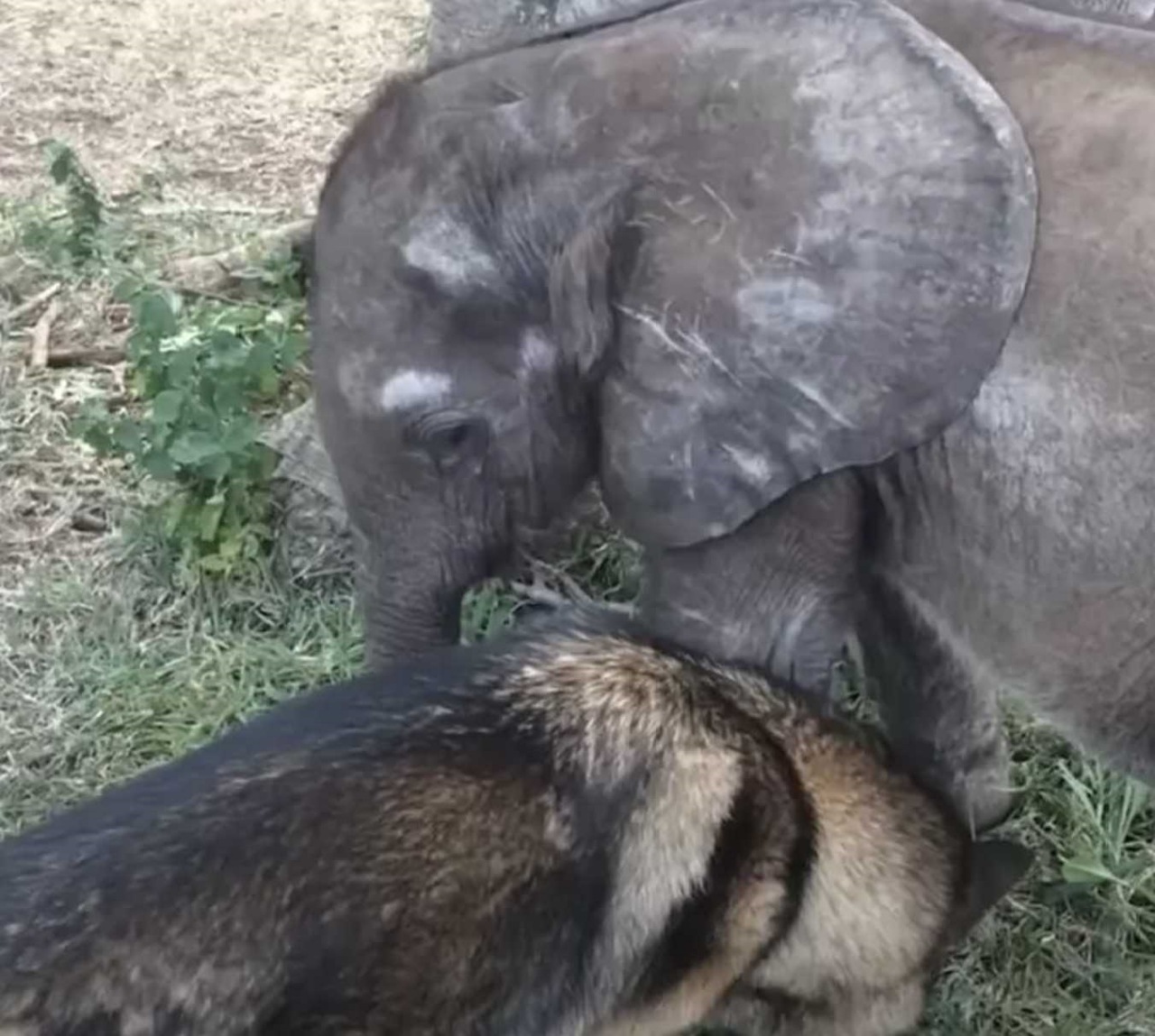 Cucciolo di elefante fa amicizia con un cane