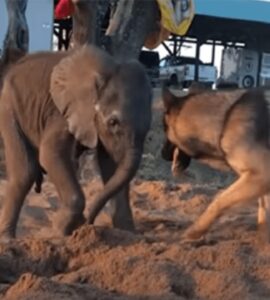 Cucciolo di elefante fa amicizia con un cane