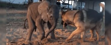 Cucciolo di elefante fa amicizia con un cane