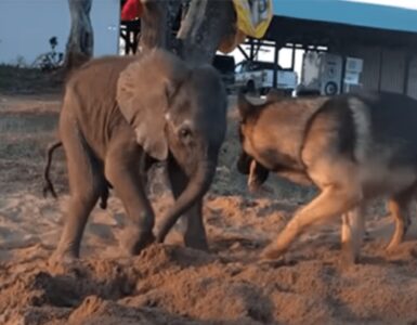 Cucciolo di elefante fa amicizia con un cane