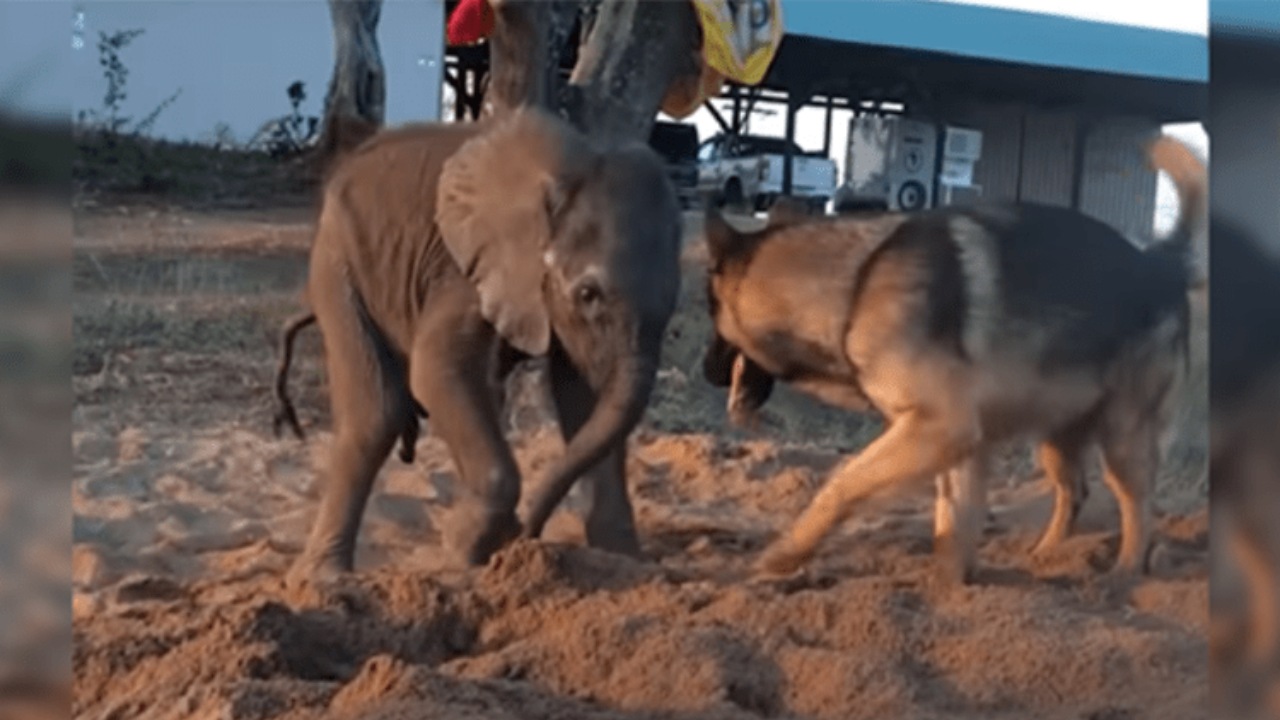 Cucciolo di elefante fa amicizia con un cane