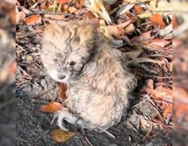 Cucciolo ferito trovato tra le foglie