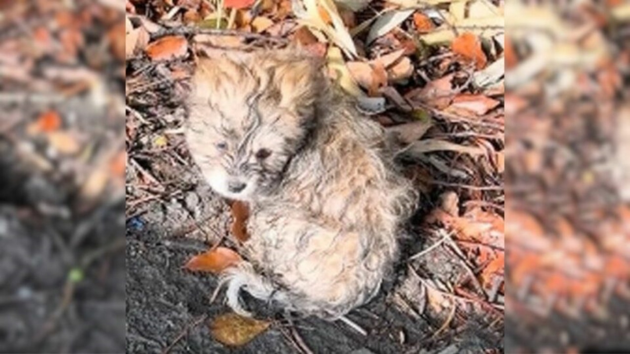 Cucciolo ferito trovato tra le foglie