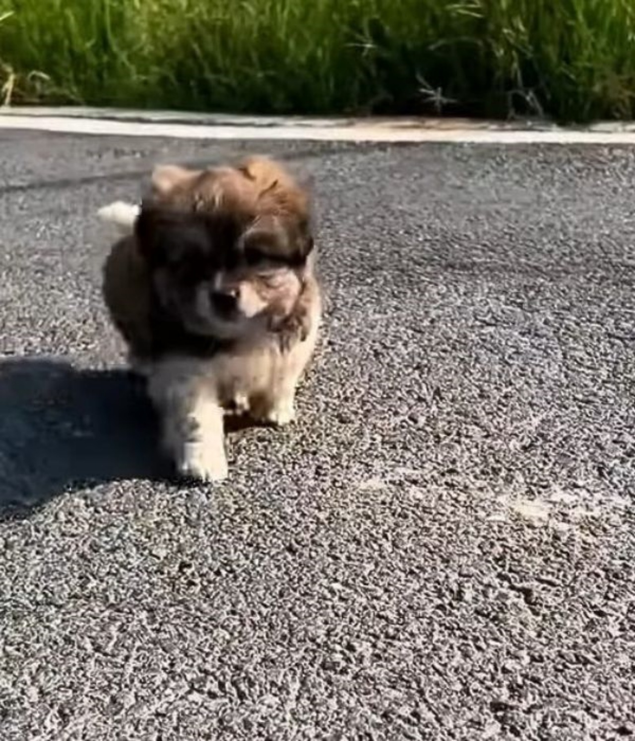 Cucciolo ferito trovato tra le foglie