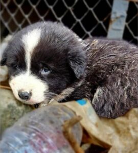 Cucciolo solo desidera solo una famiglia