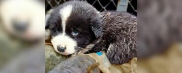 Cucciolo solo desidera solo una famiglia