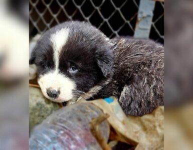 Cucciolo solo desidera solo una famiglia