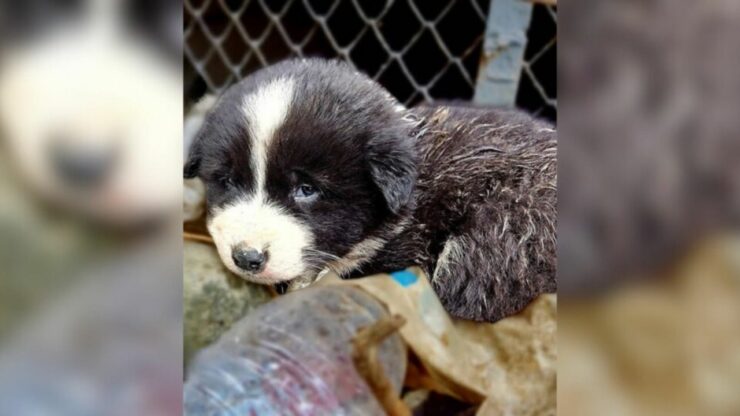 Cucciolo solo desidera solo una famiglia