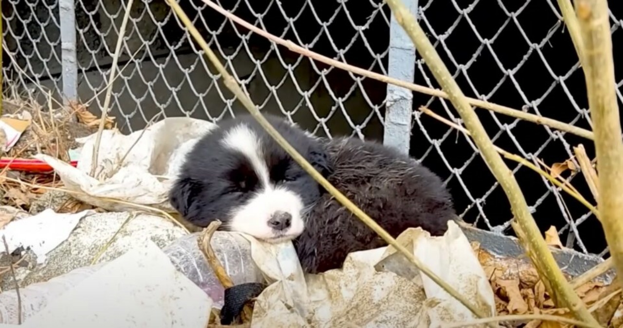 Cucciolo solo desidera solo una famiglia