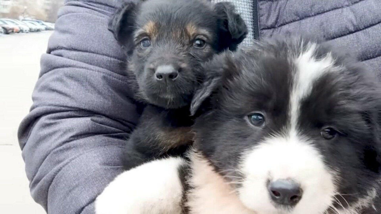 Cucciolo solo desidera solo una famiglia