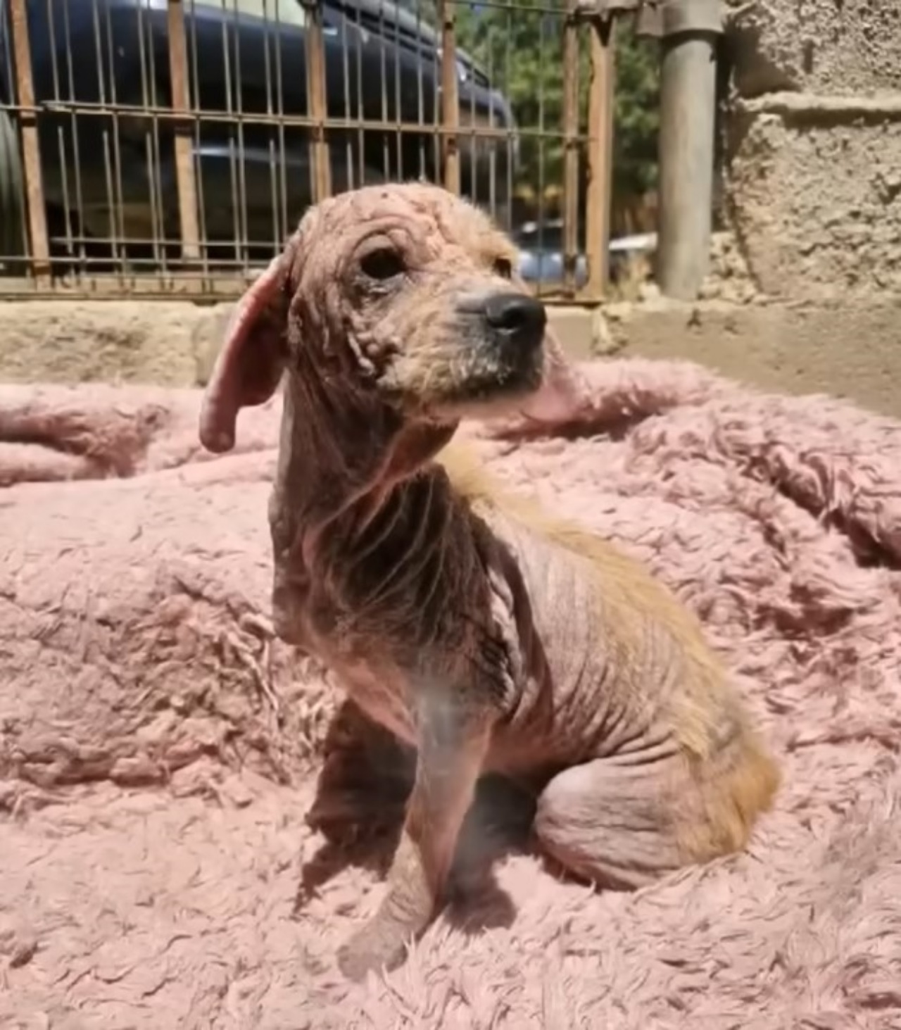 Cucciolo si rifugia nello pneumatico