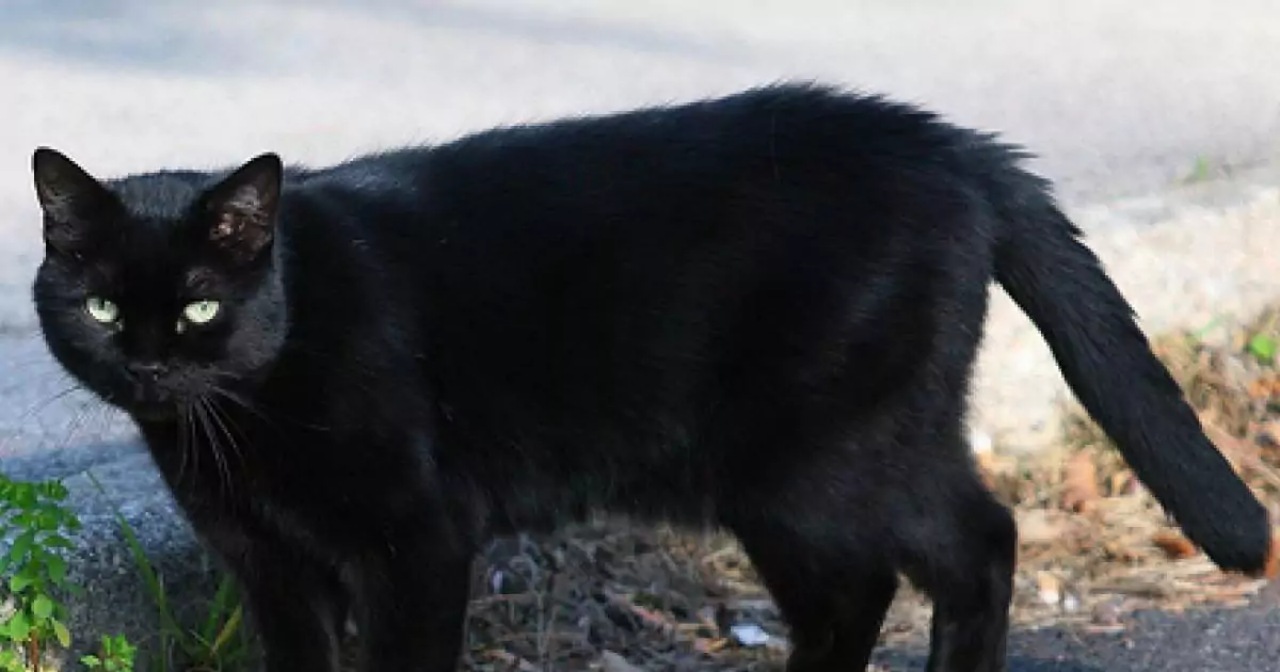 Gattino scomparso trovato in una situazione critica