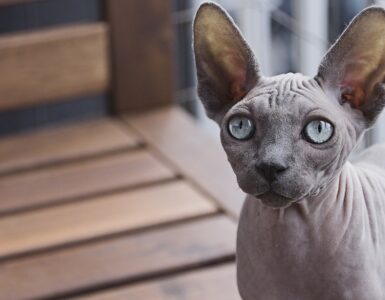 Gatto Sphynx: animali molto vulnerabile