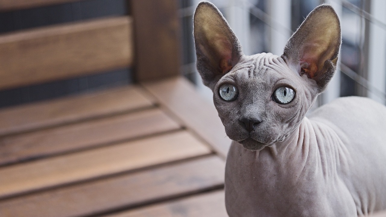 Gatto Sphynx: animali molto vulnerabile