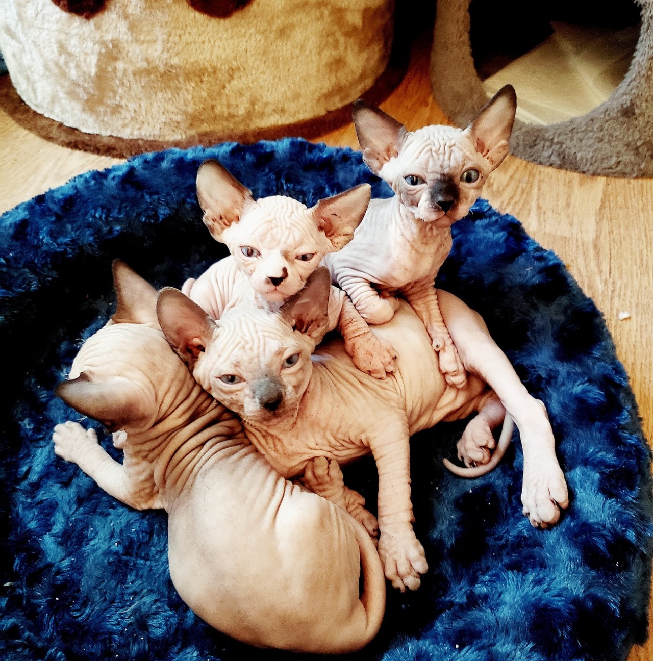 Gatto Sphynx: animali molto vulnerabile