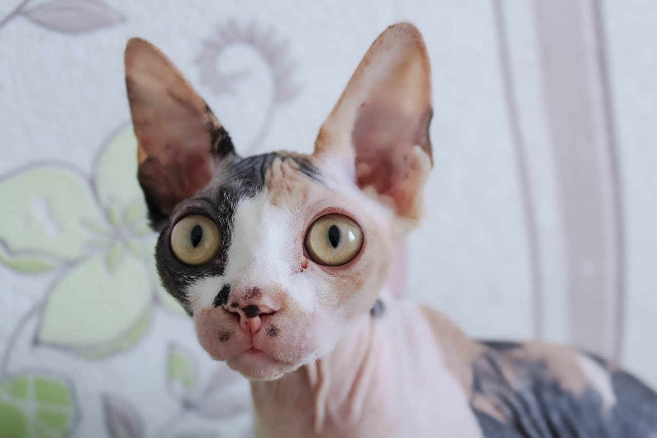 Gatto Sphynx: animali molto vulnerabile