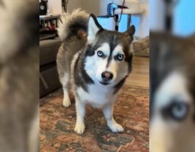 Husky-Corgi: un incrocio incredibile