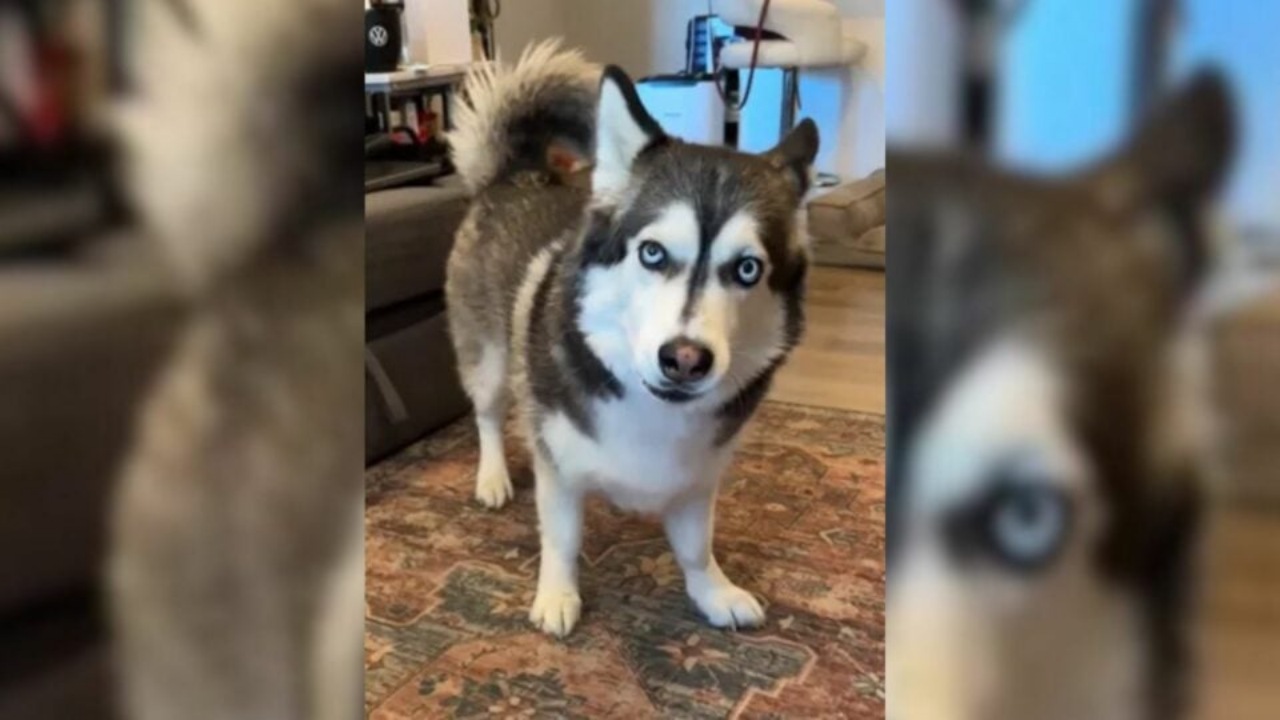 Husky-Corgi: un incrocio incredibile