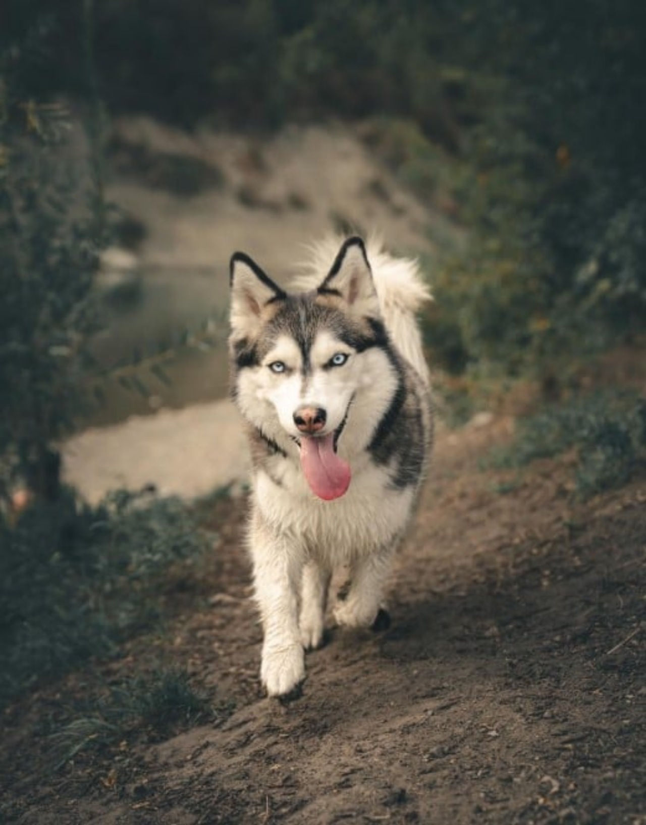 Husky-Corgi: un incrocio incredibile