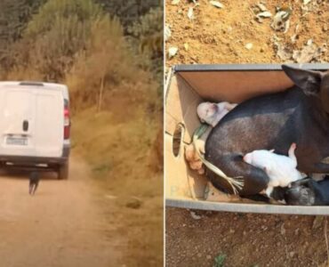 Mamma cane abbandonata per strada