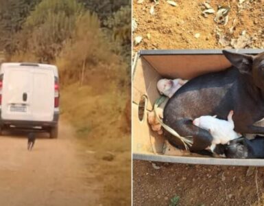 Mamma cane abbandonata per strada