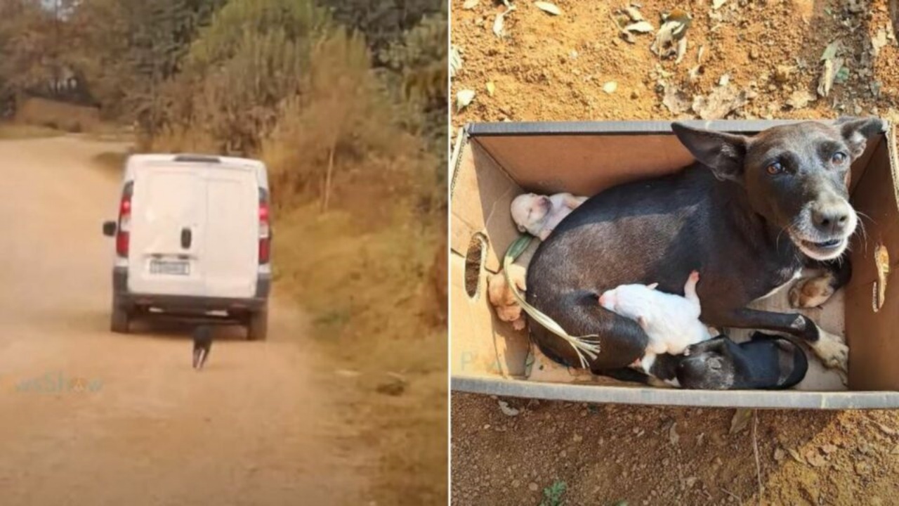 Mamma cane abbandonata per strada