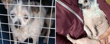 Un cane anziano abbandonato nel rifugio