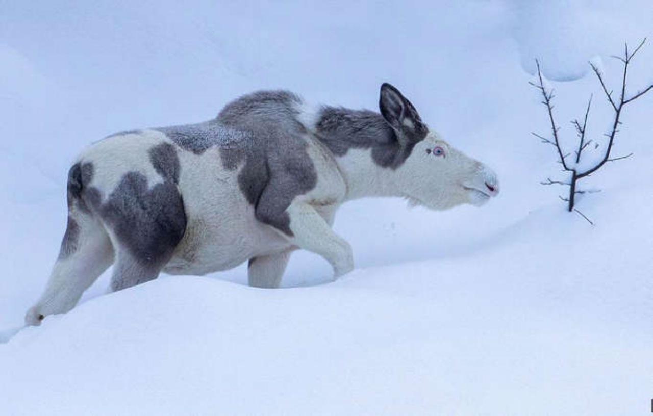 Alce raro avvistato in Norvegia