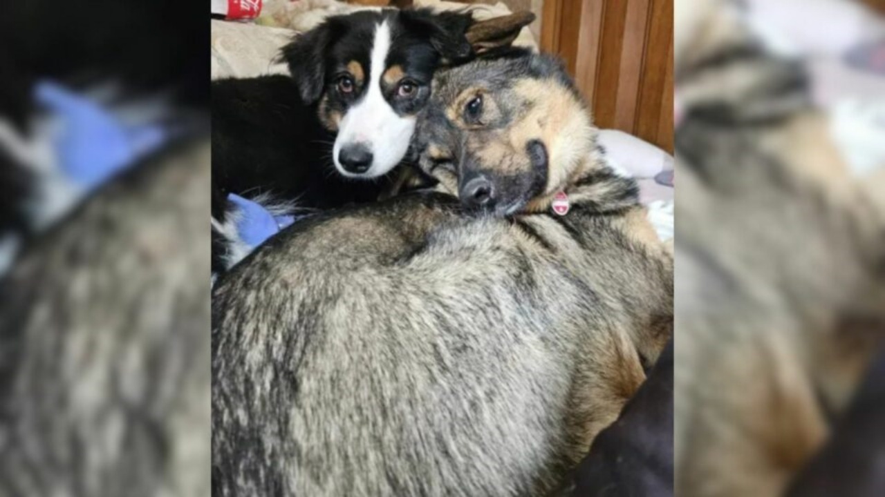 Cagnolina: diagnosticata gravidanza fantasma