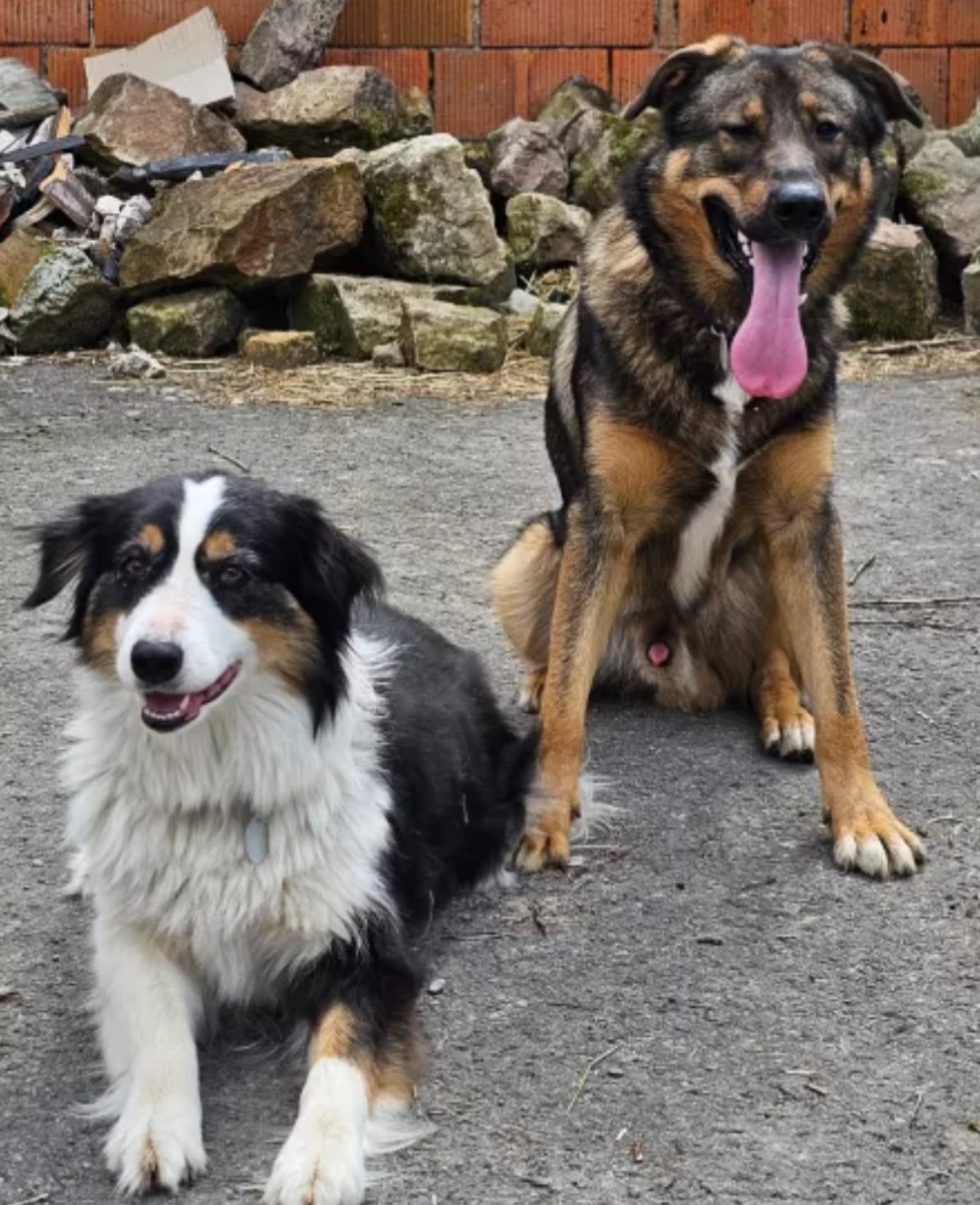 Cagnolina: diagnosticata gravidanza fantasma