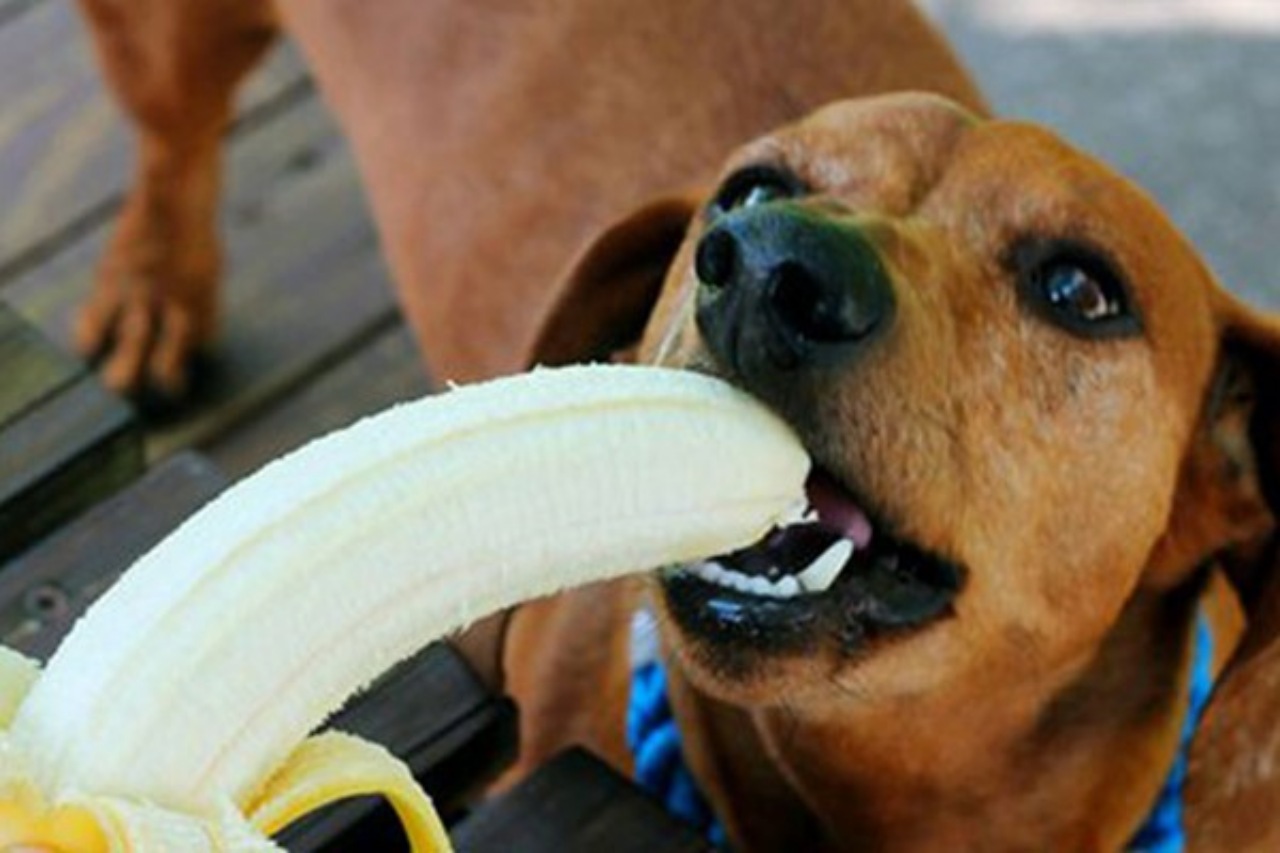 Cani: possono mangiare la frutta?