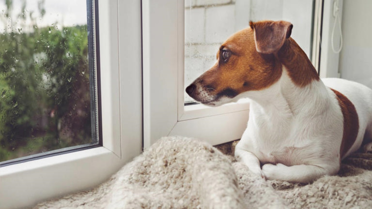 Cane soffre di ansia da separazione