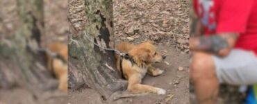 Cane legato ad un albero